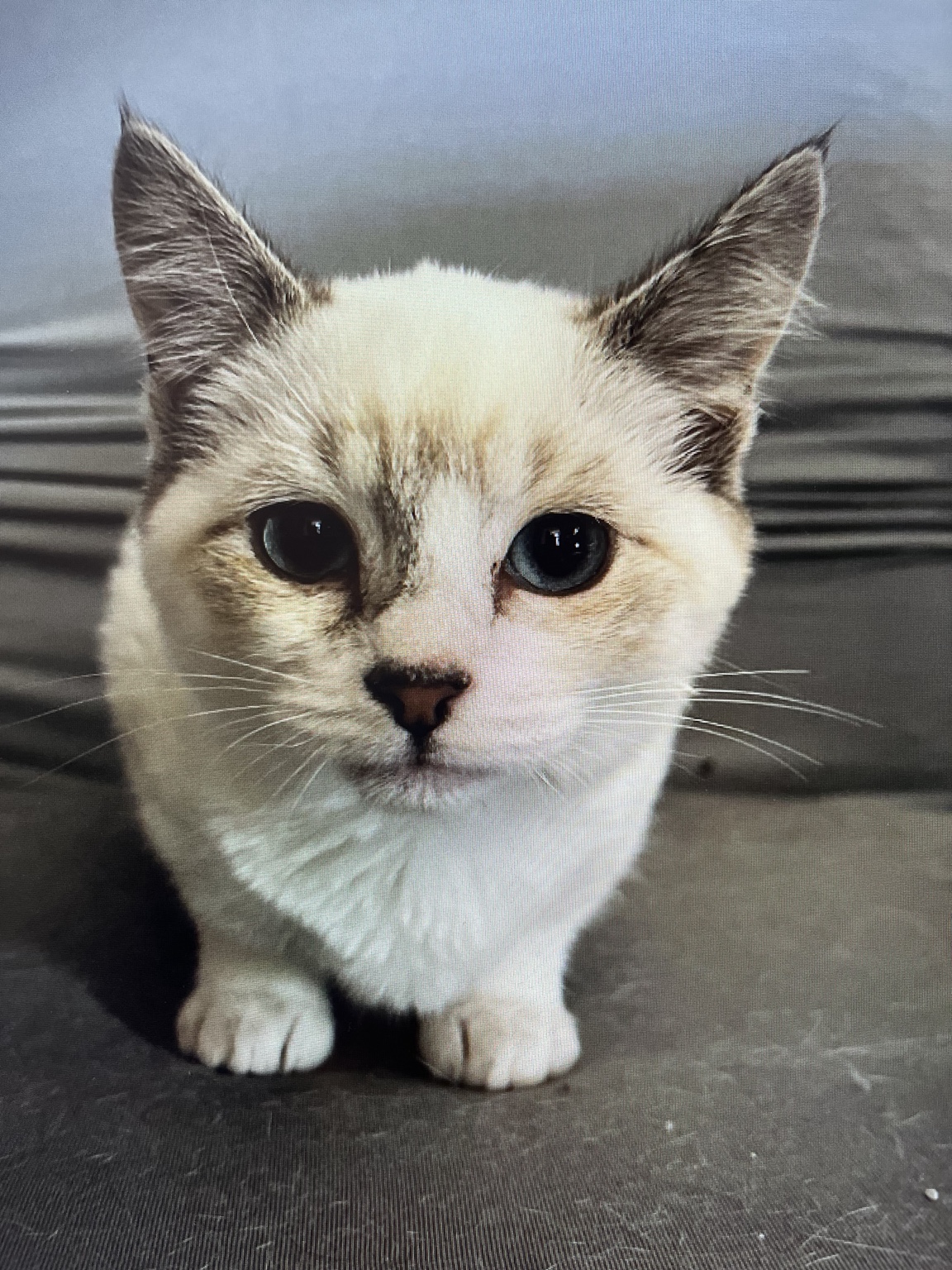 A rescued light-colored kitten sitting safely indoors