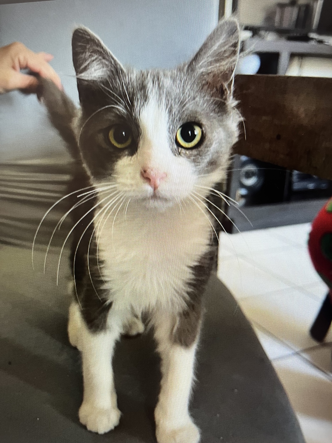 The same grey rescue cat now healthy with bright eyes