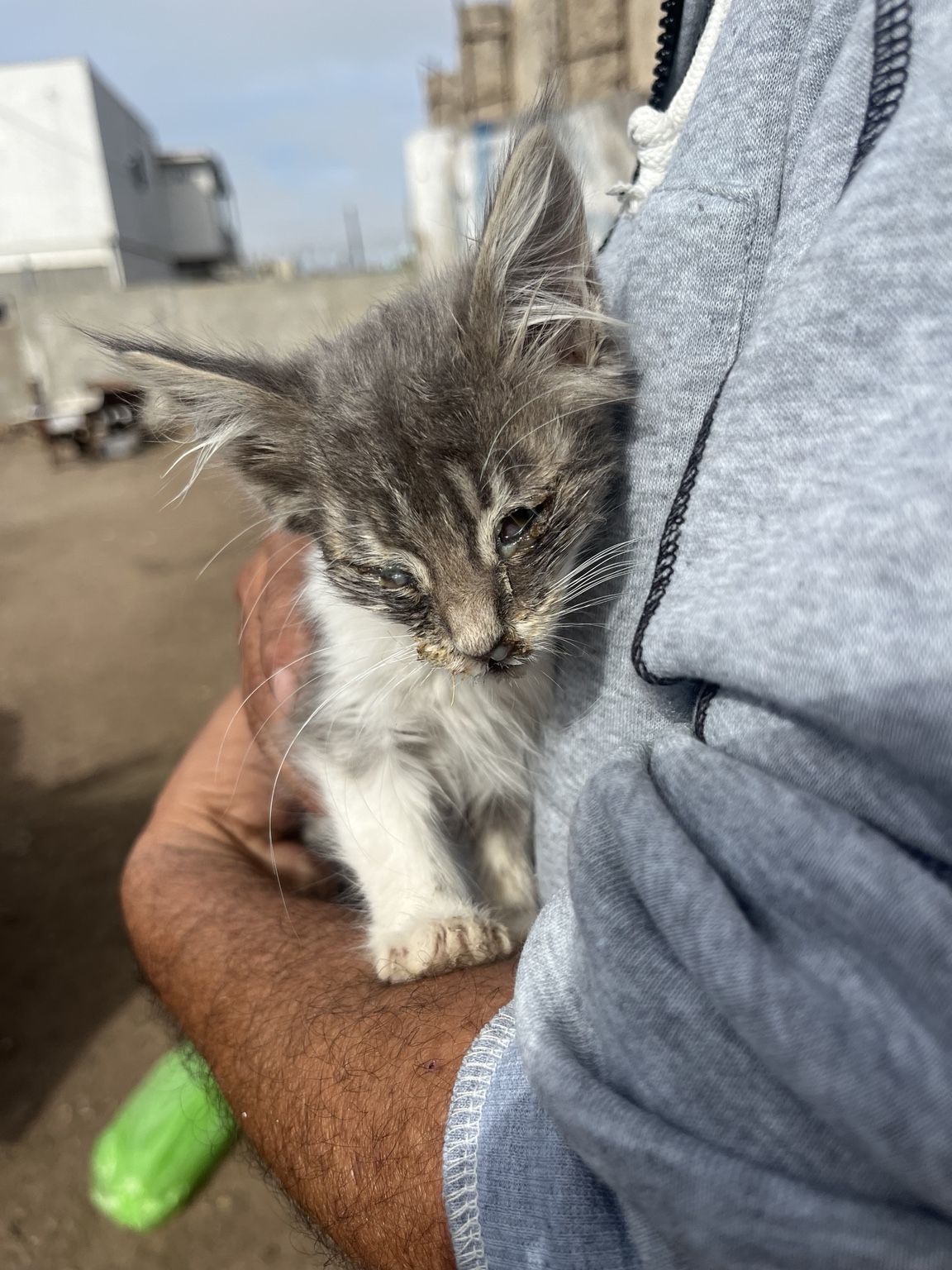 Grey rescue kitten while sick and receiving help