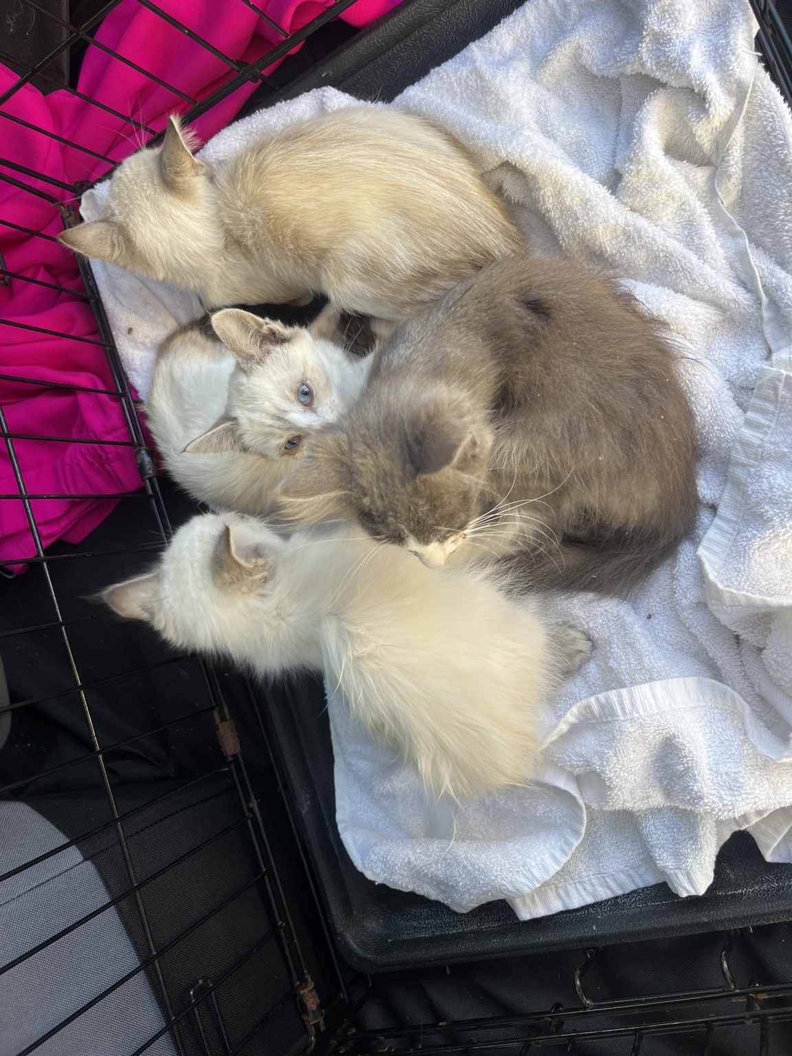 A rescued group of kittens resting together safely in a carrier